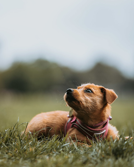Norfolk x Jack Russell Terrier