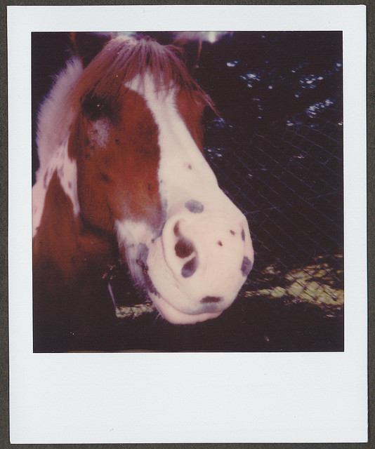 0086 Horse 2