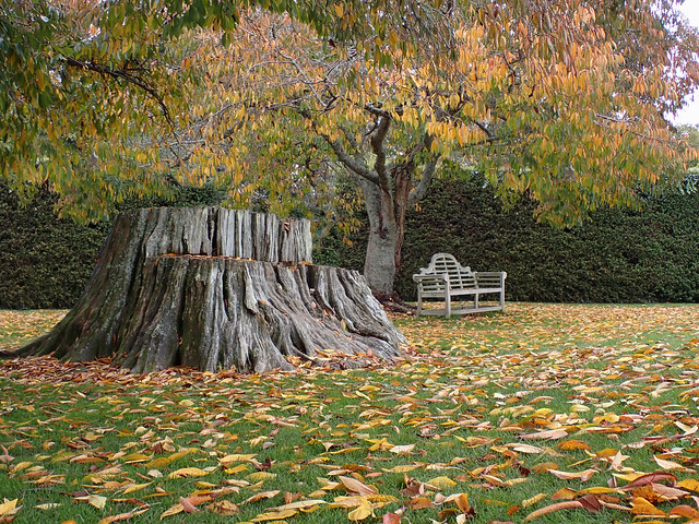 Tree trunk seat autumn leaves on lawn