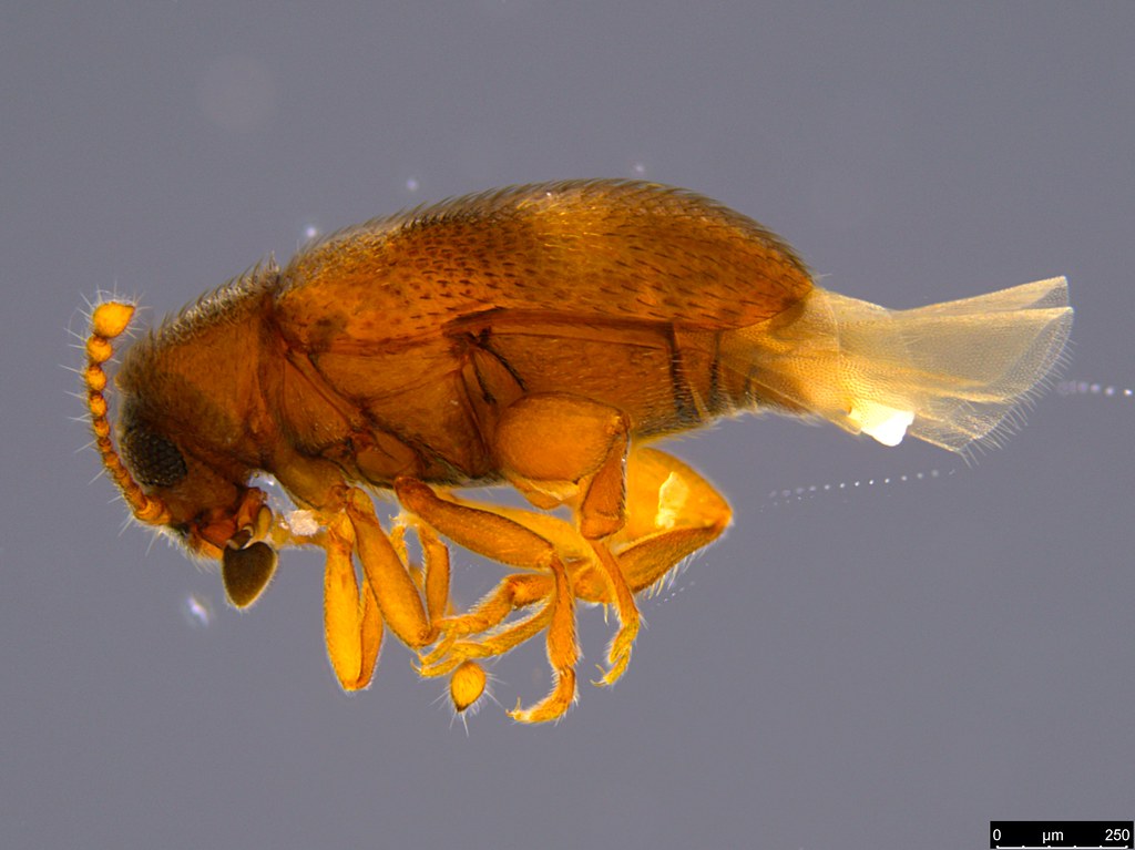 7a - Coleoptera sp.