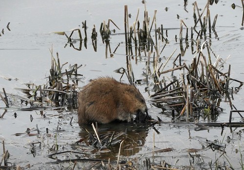 Muskrat, 2021 muskrat animal