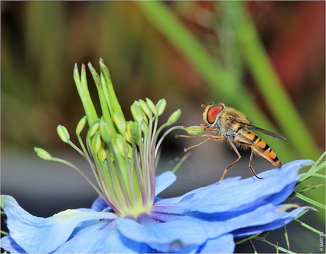 Syrphe sur nigelle     hoverfly