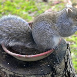 DSC_0237 Grey Squirrel ~ Eastern Gray Squirrel ~ Sciurus carolinensis ~ Ecureuil gris ~ My yard in Sparta, New Jersey.  
