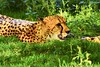 Cheetah is a wonderful creation jast look at the amazing colours of his skin by raisames1