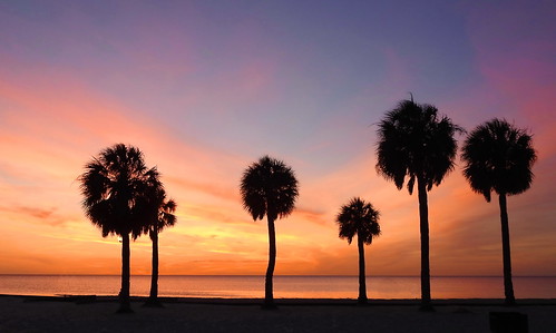 beach sunset palmtrees nature sky colors palm tree silhouette ybsnature21