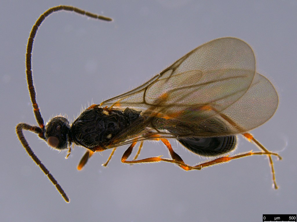 21c - Diapriidae sp.