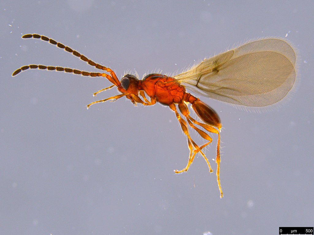 22a - Diapriidae sp.