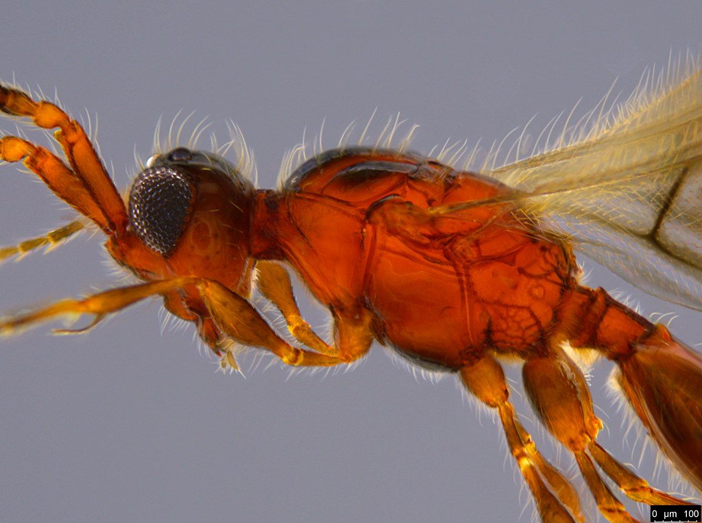 22b - Diapriidae sp.