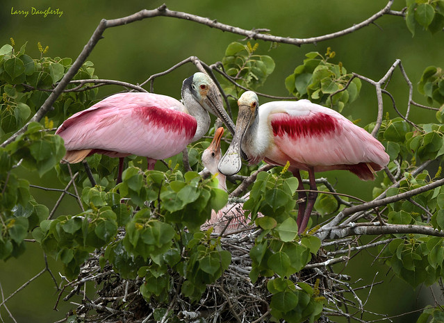 A roseate spoonbill family........D800