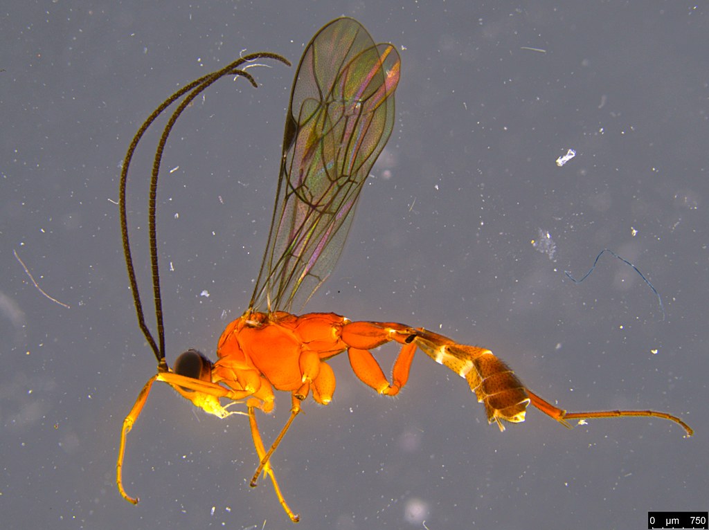 16a - Ichneumonidae sp.