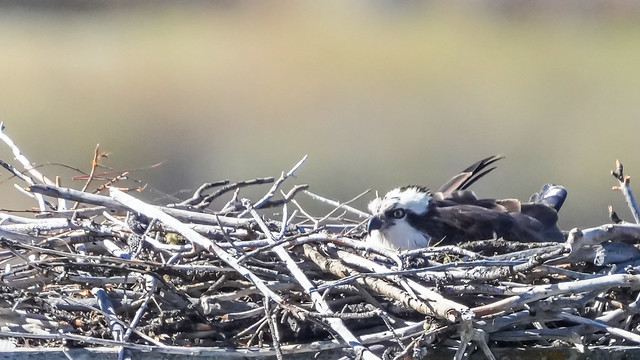 osprey on the nest