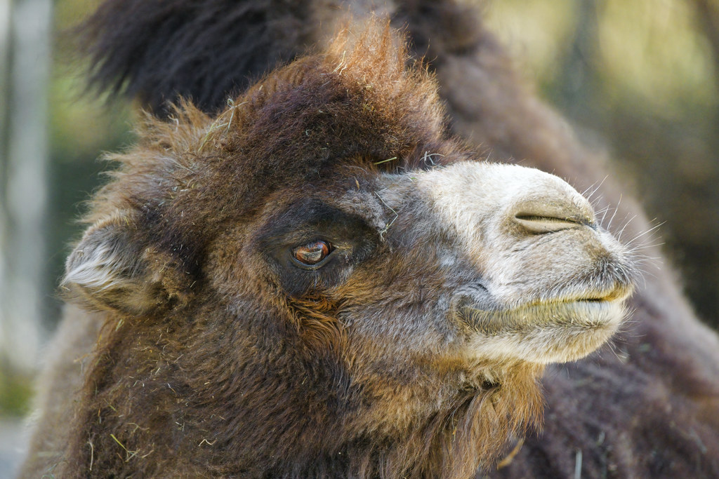 Portrait of a camel | And now, a profile portrait of a camel… | Tambako ...