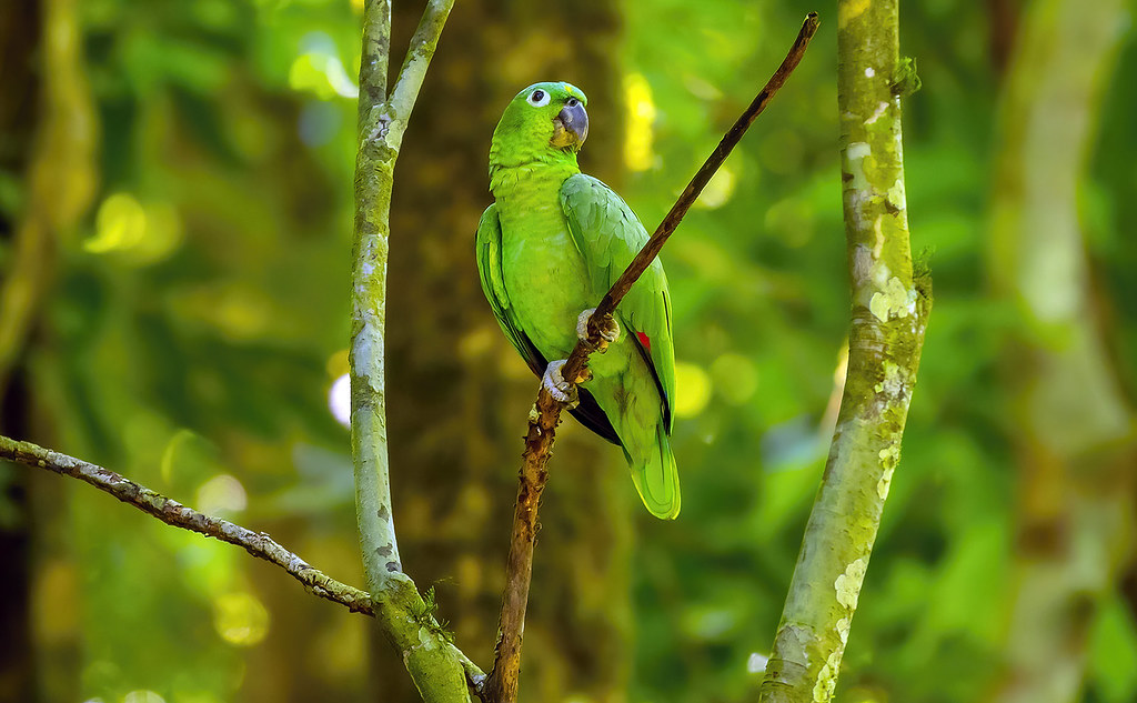 Mealy Parrot / Southern mealy amazon (Amazona farinosa)