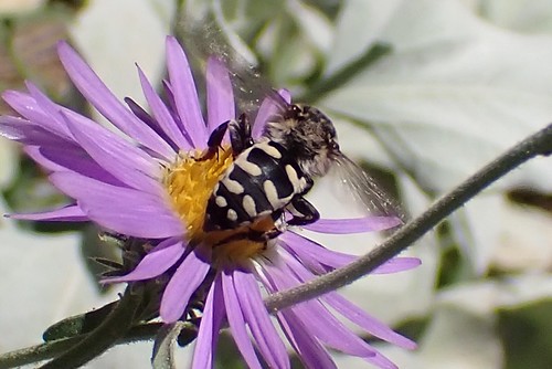 Xeromelecta californica in Dieteria canescens