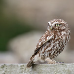 Little Owl on watch.