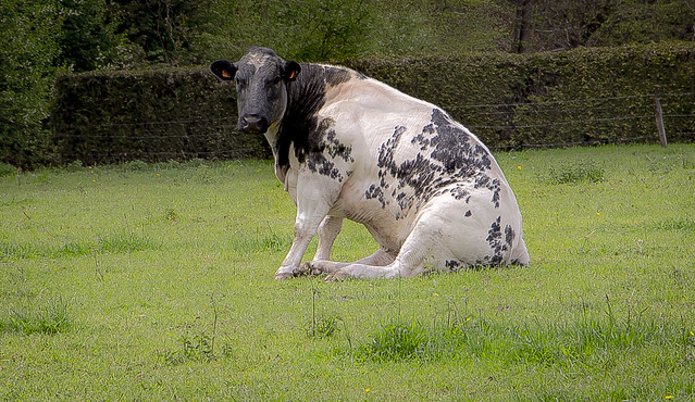 The sitting cow