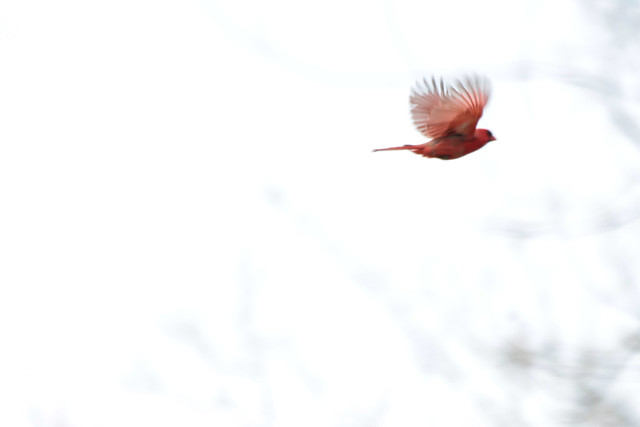 Cardinal in flight - Michigan, USA, 2017