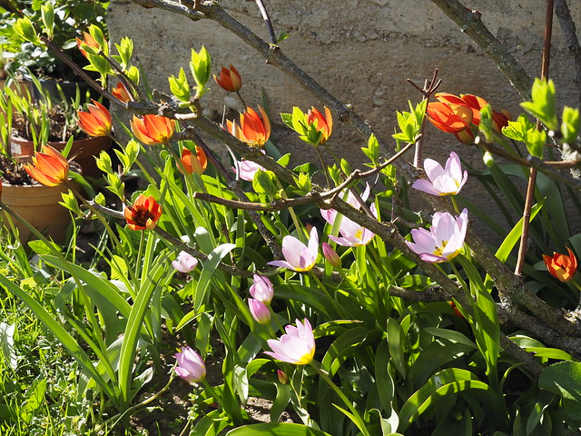 Tulipa bakeri 'Lilac Wonder' & Tulipa whittallii