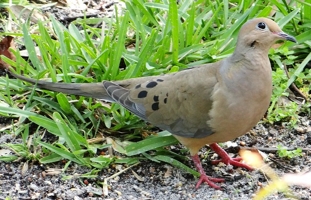 MOURNING DOVE #4