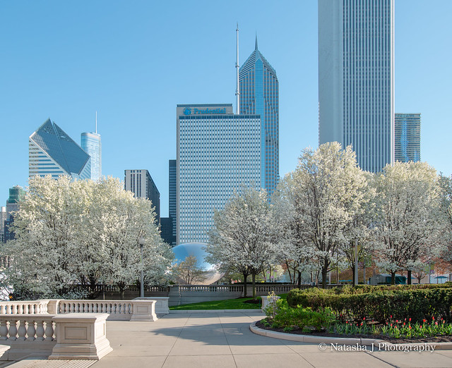 The world’s favorite season is the spring. All things seem possible in May. Millennium Park - City of Chicago