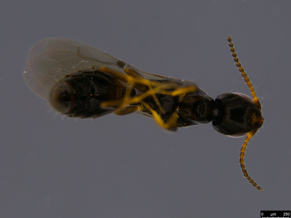 13b - Bethylidae sp.