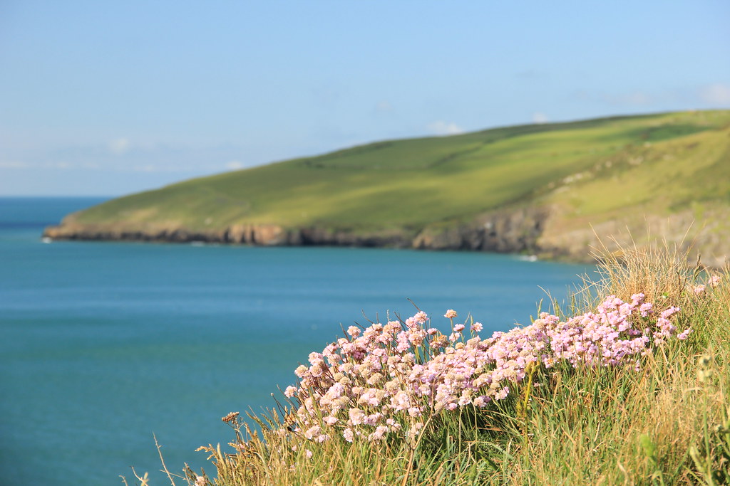 Pink flowers with the rugged coastline of the Llyn Peninsula in the background