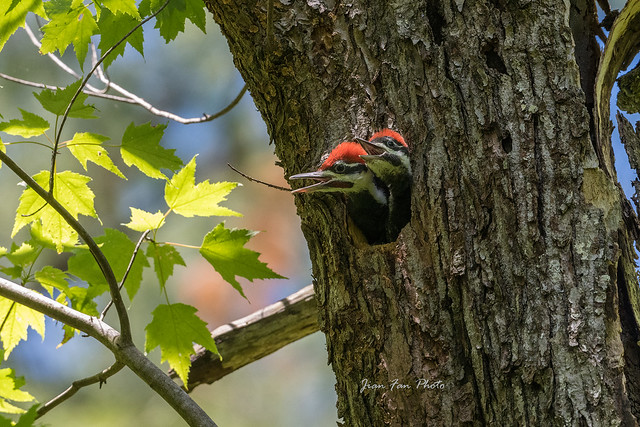 baby pileated woodpeckers