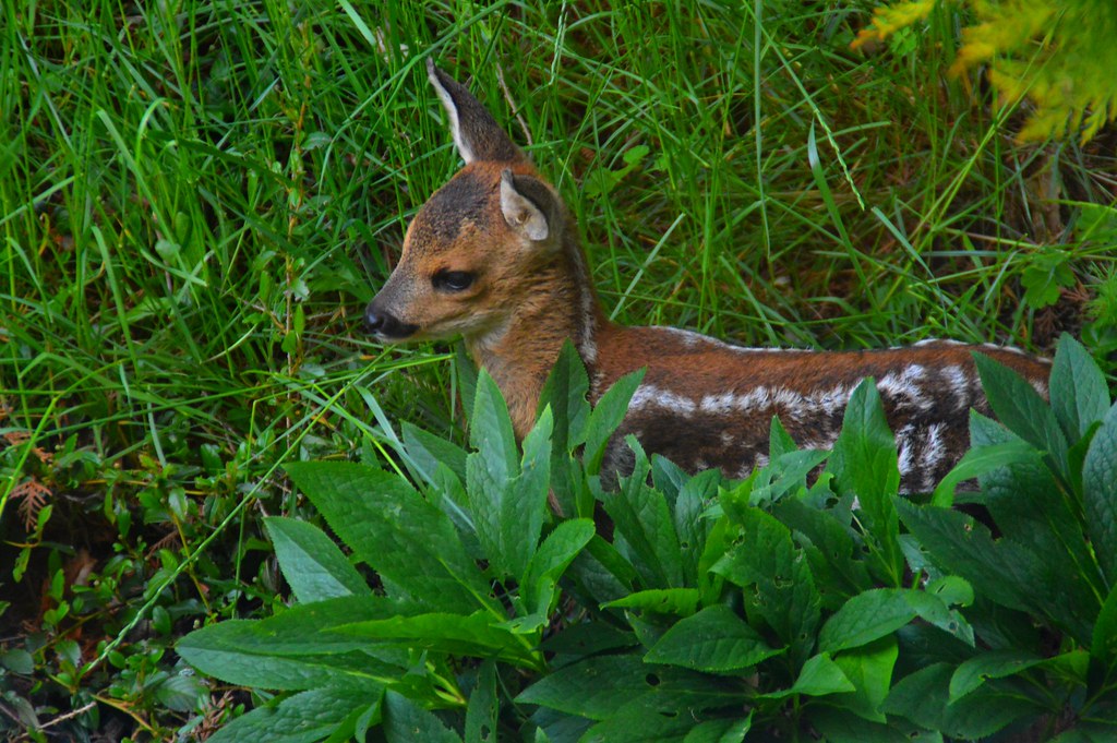 DSC_0081 Bambi im Garten
