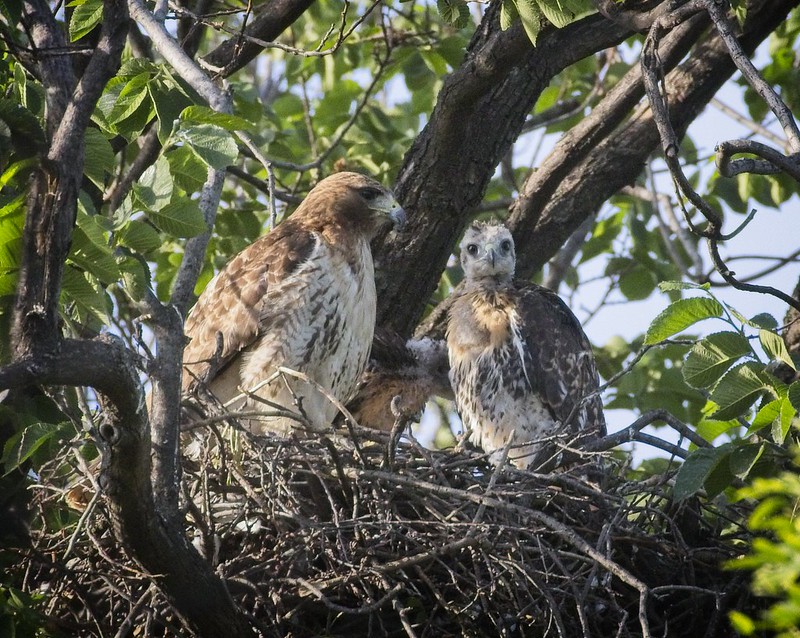 Tompkins Square red-tail nestlings