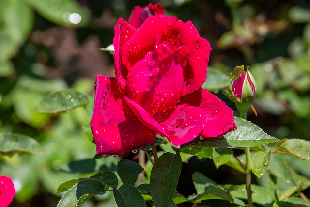 Brookside Gardesn 21 May 2021  (406) Rose Garden