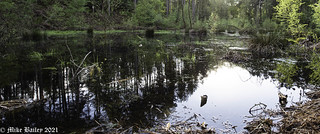Forest Pond. 6