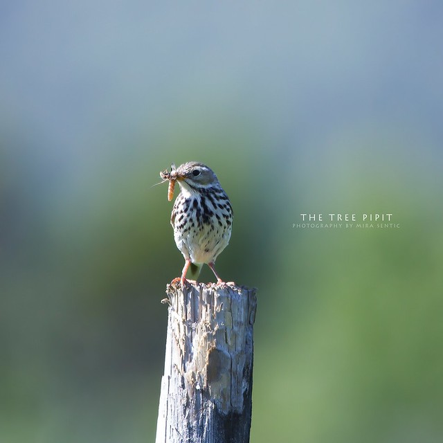 The Tree Pipit