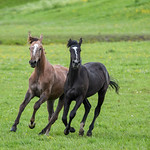Two young horses