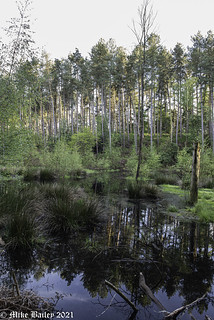 Forest Pond. 2