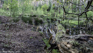 Forest Pond. 1