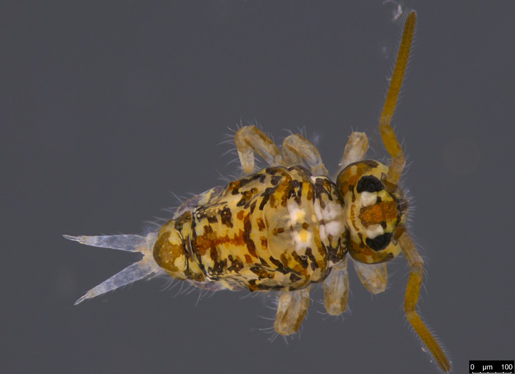 2 - Sminthuridae sp.