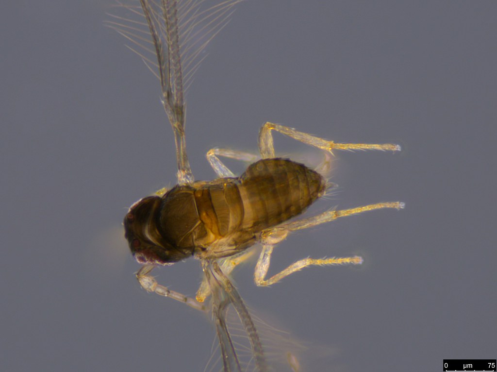 15b - Mymaridae sp.