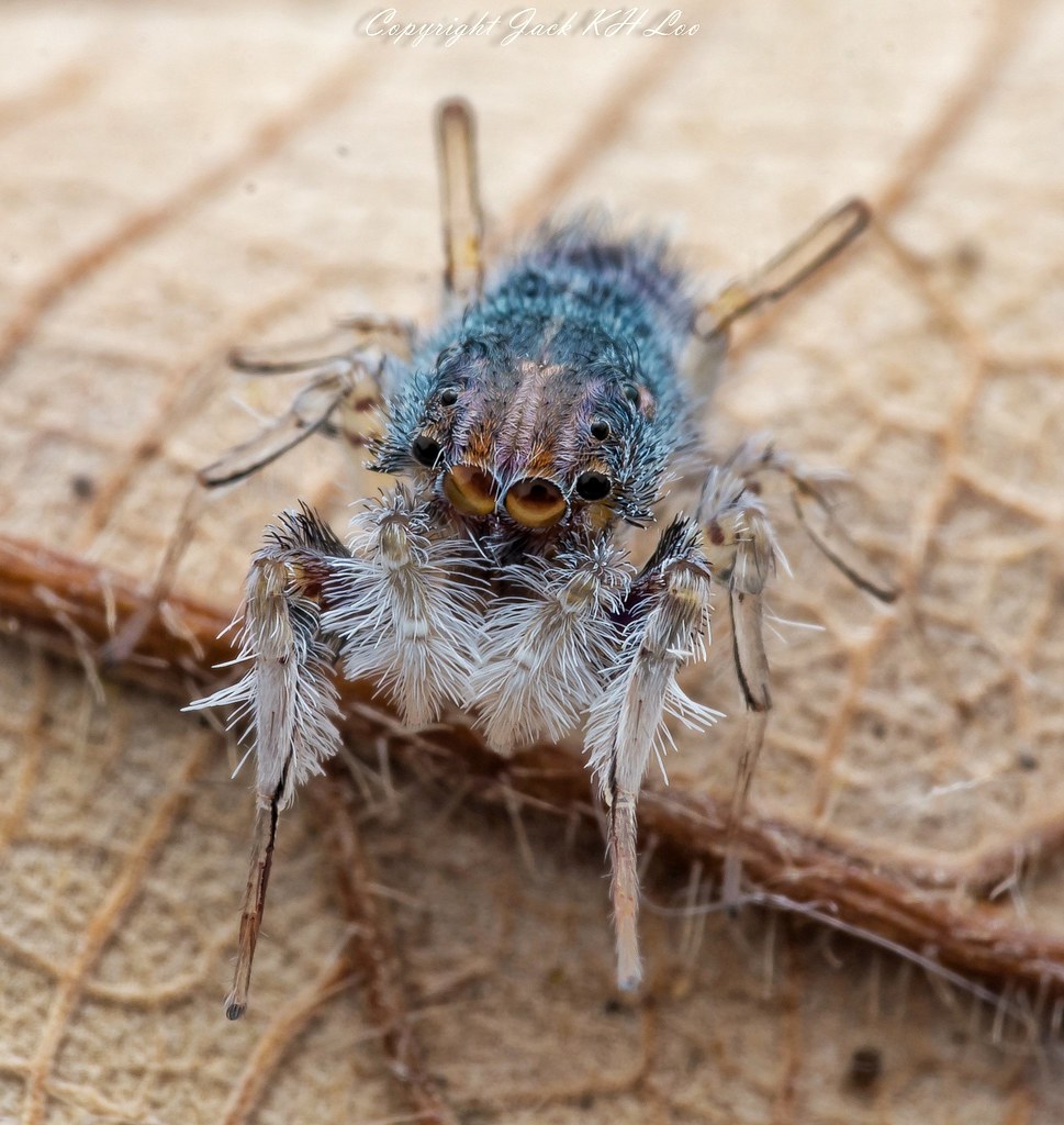 Neobrettus tibialis spider