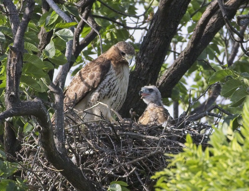 Tompkins Square red-tail nestling