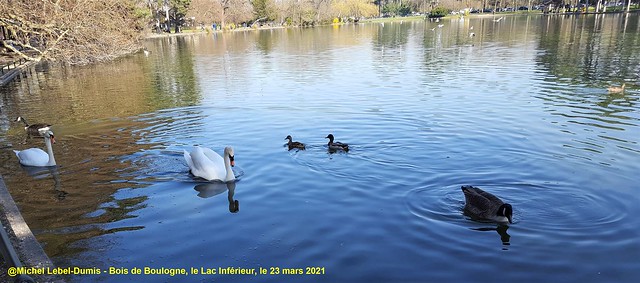 Le Bois de Boulogne - Balade autour du Lac Inférieur (5)