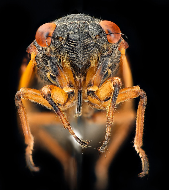 Cicada 1, face_2021-05-24-16.45.06 ZS PMax UDR rtg