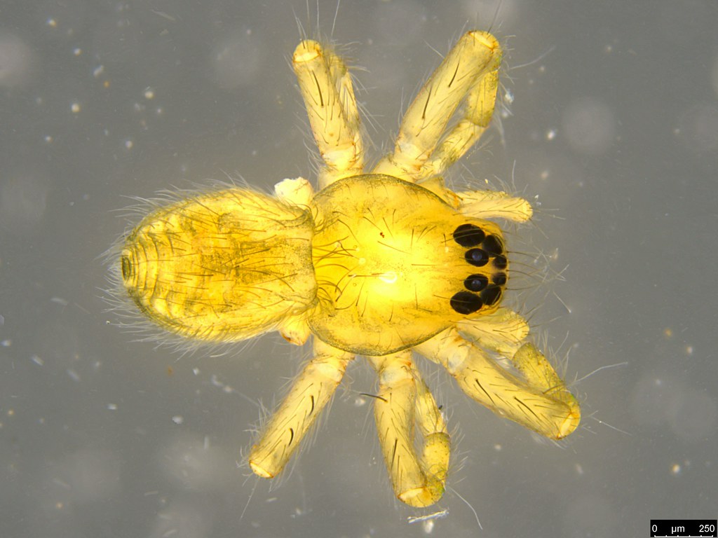 19a - Araneae sp.