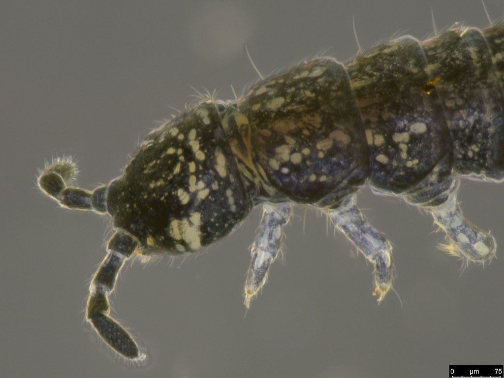 21b - Isotomidae sp.