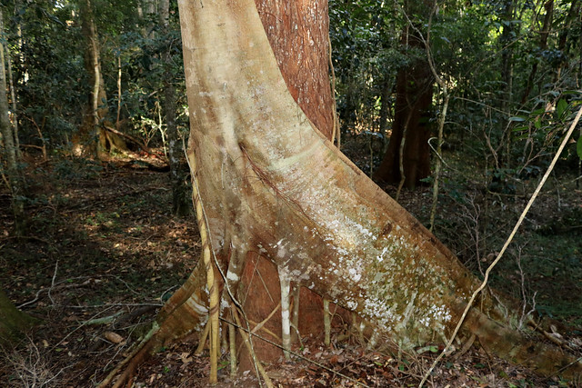 Strangler Fig (Ficus watkinsiana)