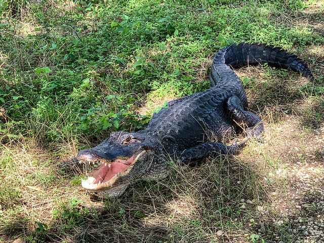 Alligator on Spillway Trail at Brazos Bend State Park (5/26/2021).