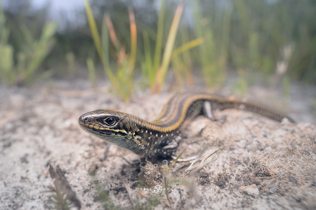 Eastern mourning skink (Lissolepis coventryi)