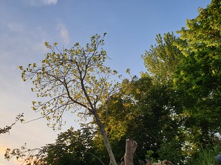 6AM sunshine in Ashgrove