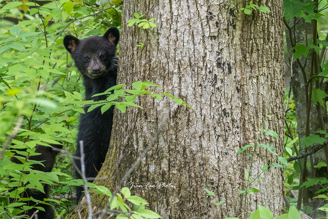 Baby black bear