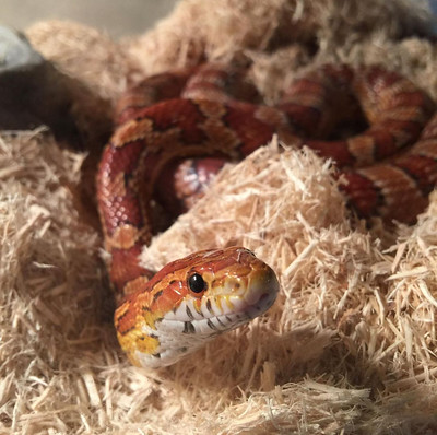 Photo of Maizey the corn snake in her bedding inside her comfy terrarium