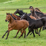 Northern horses